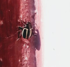 Desmogramma