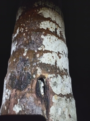 Gekko gecko