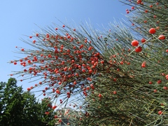 Ephedra equisetina