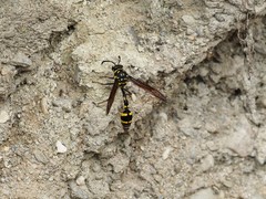 Phimenes flavopictus formosanus