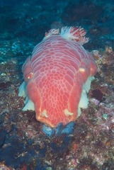 Hexabranchus
