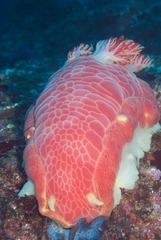 Hexabranchus