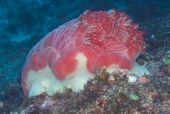 Hexabranchus