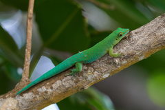 Phelsuma sundbergi