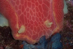 Hexabranchus