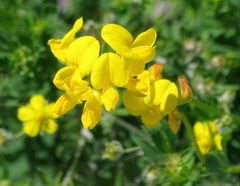 Lotus corniculatus