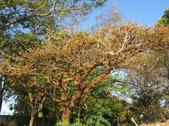 Erythrina velutina