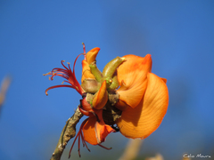 Erythrina velutina