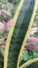 Sansevieria trifasciata