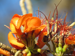 Erythrina velutina