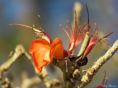 Erythrina velutina