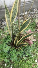 Sansevieria trifasciata