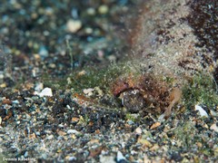 Vanneaugobius canariensis