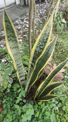 Sansevieria trifasciata