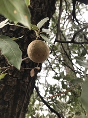 Amphibolips trizonata