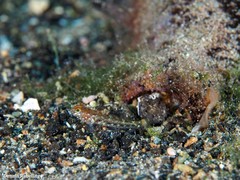 Vanneaugobius canariensis