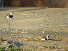 Vanellus chilensis
