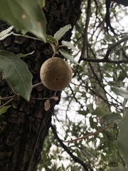 Amphibolips trizonata