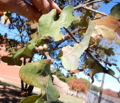 Allokermes galliformis