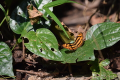 Lasippa tiga siaka
