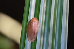 Pseudophoraspis nebulosa