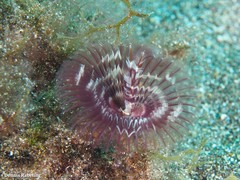 Acromegalomma vesiculosum