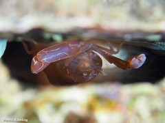 Pontonia pinnophylax