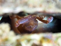 Pontonia pinnophylax