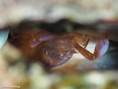 Pontonia pinnophylax