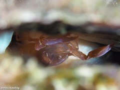 Pontonia pinnophylax