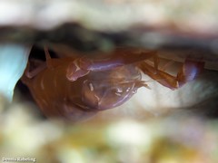Pontonia pinnophylax