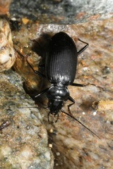 Nebria jockischii
