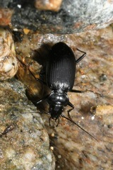 Nebria jockischii