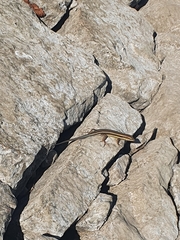 Trachylepis quinquetaeniata