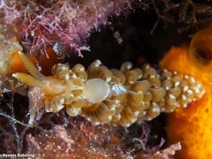 Spurilla neapolitana