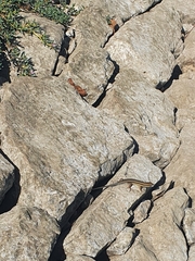 Trachylepis quinquetaeniata