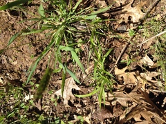 Carex blanda