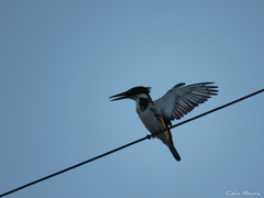 Chloroceryle amazona
