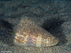 Conus canariensis