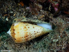 Conus canariensis