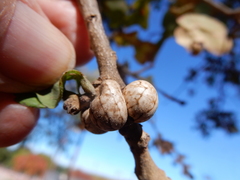 Allokermes galliformis