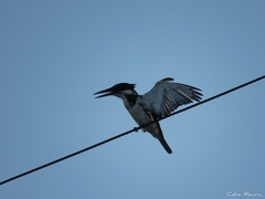 Chloroceryle amazona