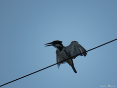 Chloroceryle amazona