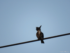 Chloroceryle amazona