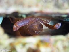 Pontonia pinnophylax