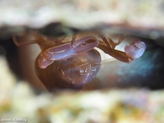 Pontonia pinnophylax