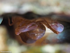 Pontonia pinnophylax