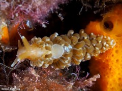 Spurilla neapolitana