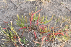 Blutaparon vermiculare