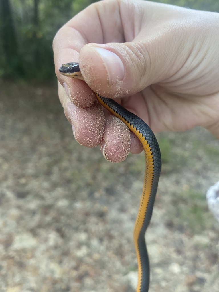 ring-necked snake from Heritage Park Blvd, Tallahassee, FL, US on ...